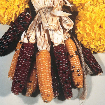 Ornamental Corn Indian Fingers Seed