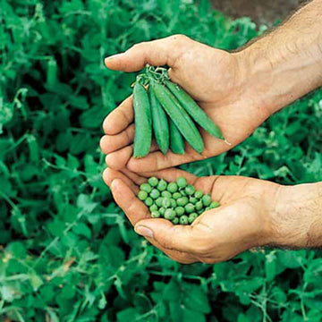 Pea Little Marvel Seed