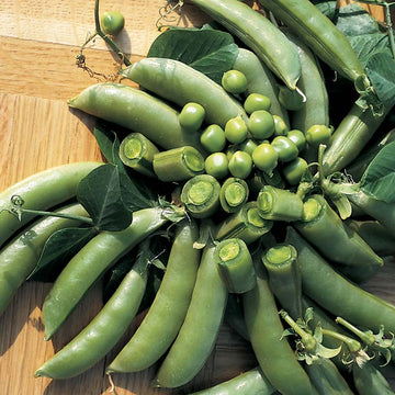 Pea Super Sugar Snap Seed