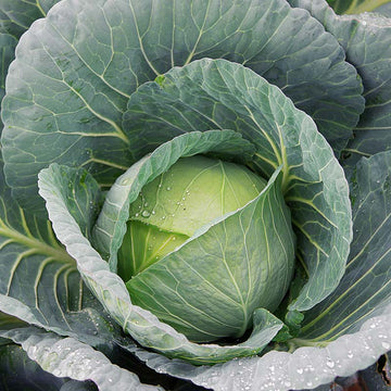 Cabbage Bravo F1 Seed