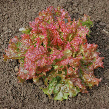 Lettuce New Red Fire MTO Seed