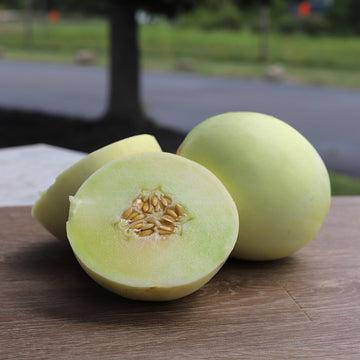 Melon Earli Dew F1 Seed