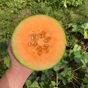Melon Ambrosia F1 Seed
