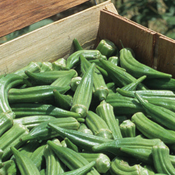Okra Clemson Spineless Seed