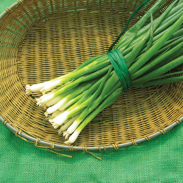 Onion Tokyo Long White Seed