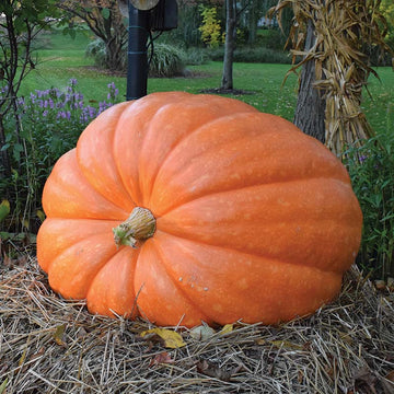 Pumpkin Dill's Atlantic Giant Seed