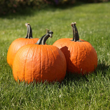 Pumpkin Gladiator F1 Seed