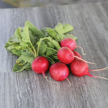 Radish Champion Seed