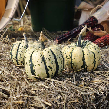 Squash Sweet Dumpling Seed