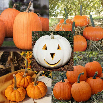 Pumpkin Patch Seed Collection