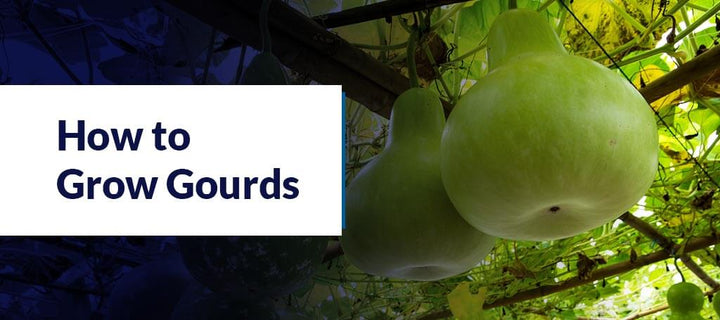 How to Grow Gourds