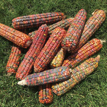 Ornamental Corn Earth Tones Dent Seed