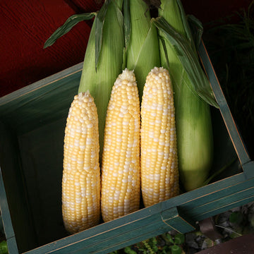 Sweet Corn Delectable F1 Seed