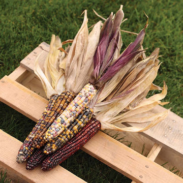 Ornamental Corn Fiesta F1 Seed