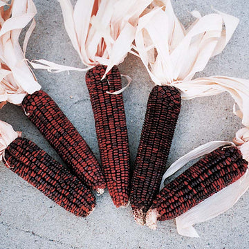 Ornamental Corn Bloody Butcher Seed