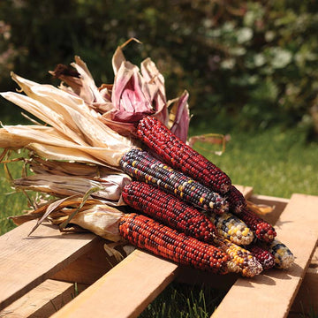 Ornamental Corn Wilda's Pride Seed