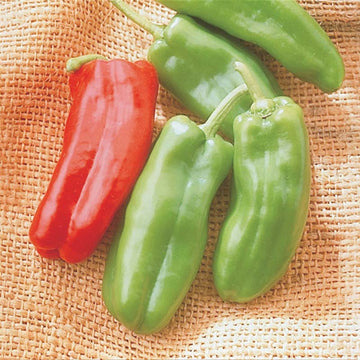 Pepper Giant Marconi F1 Seed