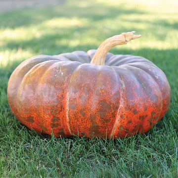 Pumpkin Cinderella Seed