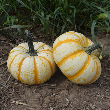 Pumpkin Lil Pump-Ke-Mon F1 Seed