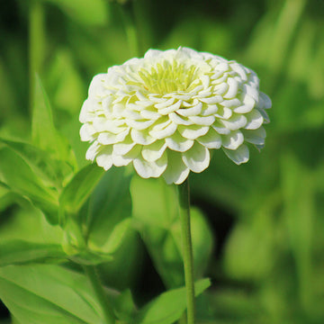 Zinnia Benary's Giant White Seed