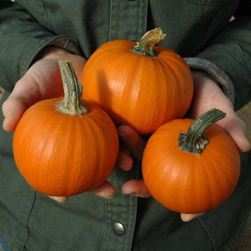 Pumpkin Wee-Be-Little Seed