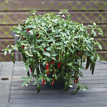 Pepper Cayennetta F1 Seed
