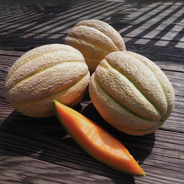 Melon Solstice F1 Seed