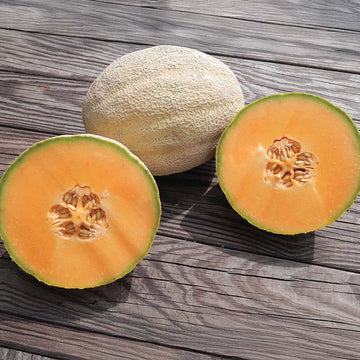 Melon Cleopatra F1 Seed