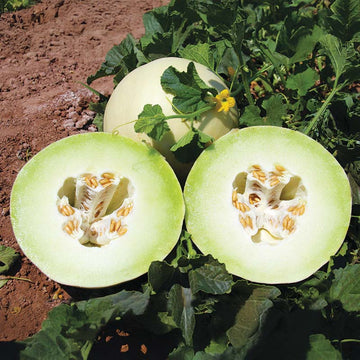 Melon Dream Dew F1 Seed