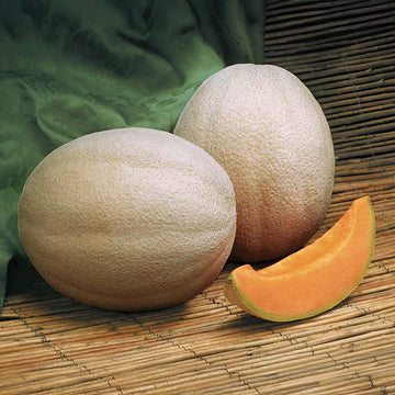 Melon Aphrodite F1 Seed