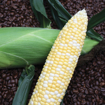 Sweet Corn Espresso F1 Seed