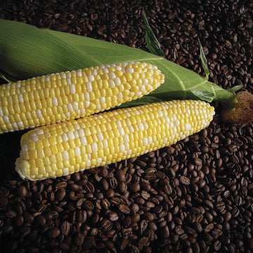 Sweet Corn Cuppa Joe F1 Seed