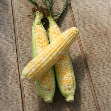 Sweet Corn Allure F1 Seed