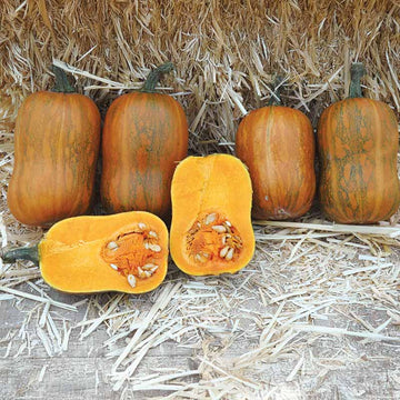Squash Honeynut Seed