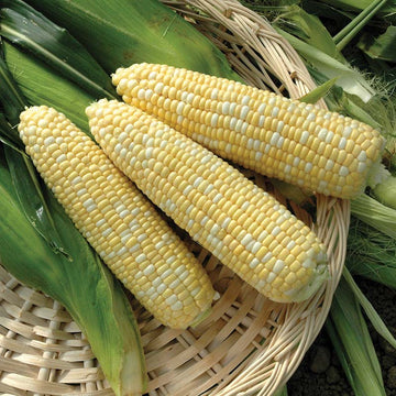 Sweet Corn Anthem XR F1 Seed