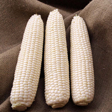 Sweet Corn 7401 IMP F1 Seed