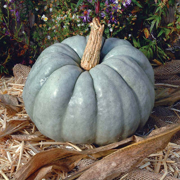 Pumpkin Blue Doll F1 Seed