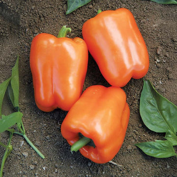 Pepper Orange Blaze F1 Seed