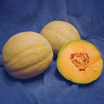 Melon Rockstar F1 Seed
