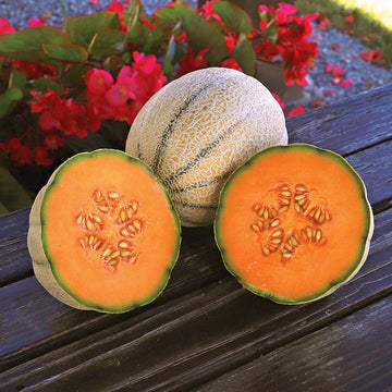Melon Wrangler F1 Seed