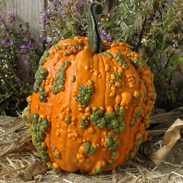 Pumpkin Warty Goblin F1 Seed