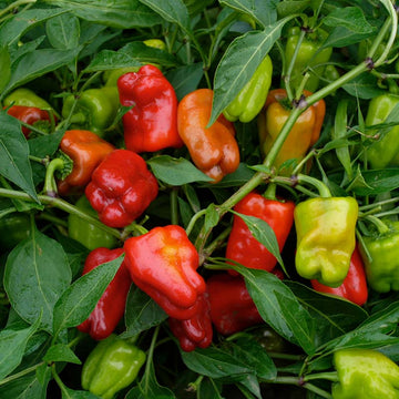 Pepper Cajun Belle F1 Seed