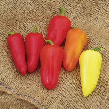 Pepper Mariachi F1 Seed