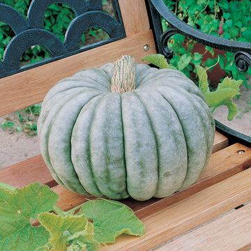 Pumpkin Jarrahdale Seed