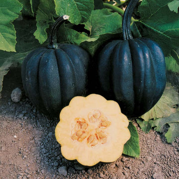 Squash Autumn Delight F1 Seed