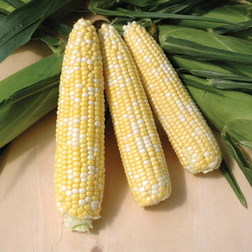 Sweet Corn ACes F1 Seed