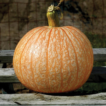 Pumpkin One Too Many Seed