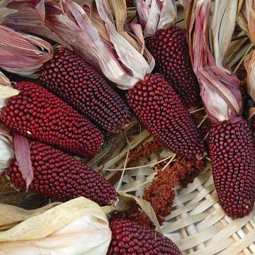 Ornamental Corn Cherry Berry Seed