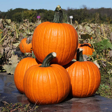 Pumpkin Kratos F1 Seed