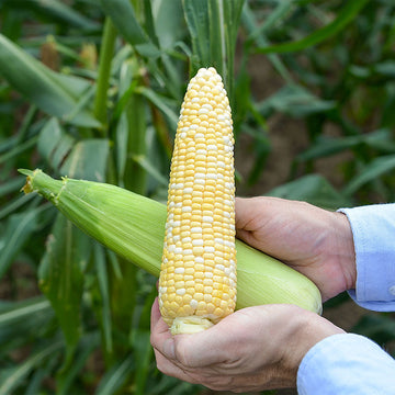 Sweet Corn Cumberland F1 Seed